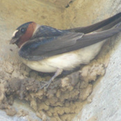 Cliff Swallow